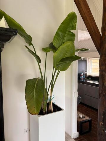Strelitzia Nicolai 210cm beschikbaar voor biedingen
