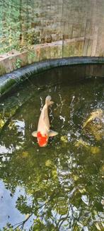 Koi karper, Dieren en Toebehoren, Karper of Koi