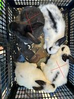 Jonge konijnen, Dieren en Toebehoren, Konijnen, Meerdere dieren, Middelgroot, 0 tot 2 jaar