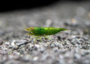 Green Jade Garnaal HG🦐 beschikbaar voor biedingen