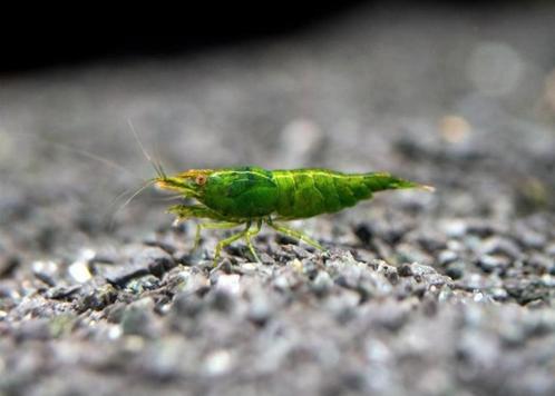 Green Jade Garnaal HG🦐, Dieren en Toebehoren, Vissen | Aquariumvissen