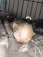 Britse korthaar kittens met DBG