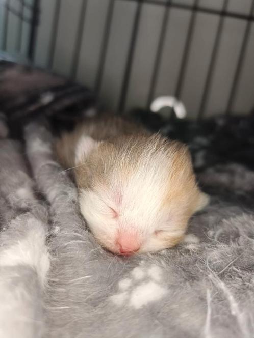 Britse korthaar kittens met DBG, Dieren en Toebehoren, Katten en Kittens | Overige Katten