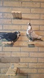 Koppel oosterse meeuwen, Dieren en Toebehoren, Vogels | Duiven, Meerdere dieren, Overige soorten