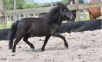 De 2 leukste, gaafste mini ponys!!, Dieren en Toebehoren, Pony's, Gechipt, Niet van toepassing, 0 tot 2 jaar, A pony (tot 1.17m)