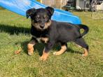 Border collie / kelpie pups, Dieren en Toebehoren, 8 tot 15 weken, Collie, Meerdere, Meerdere dieren