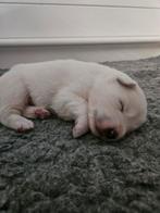 Samojeed pup, Dieren en Toebehoren, Reu, 8 tot 15 weken, Poolhond, Eén hond