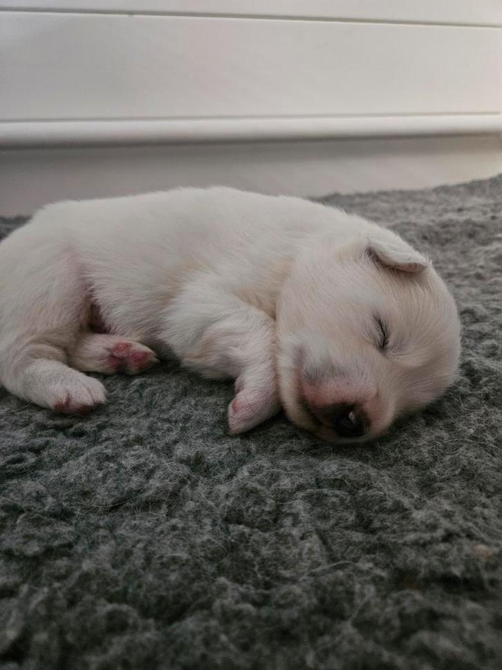 Samojeed pup, Dieren en Toebehoren, Honden | Poolhonden, Keeshonden en Oertypen, Reu, Poolhond, Fokker | Hobbymatig, Eén hond