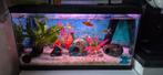 Aquarium 60x30x30, Ophalen, Zo goed als nieuw, Gevuld zoetwateraquarium