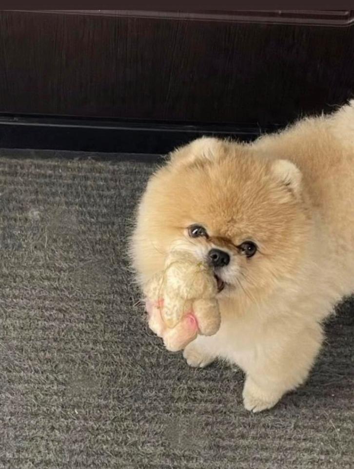 Dekreu pomeriaan met fci , getest, Dieren en Toebehoren, Honden | Dekreuen, Reu, Fokker | Hobbymatig, Eén hond, Nederland, 6 jaar of ouder