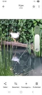 Waterhoen, Dieren en Toebehoren, Meerdere dieren