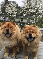 2 chow chows, Reu, 8 tot 15 weken, Eén hond, Nederland