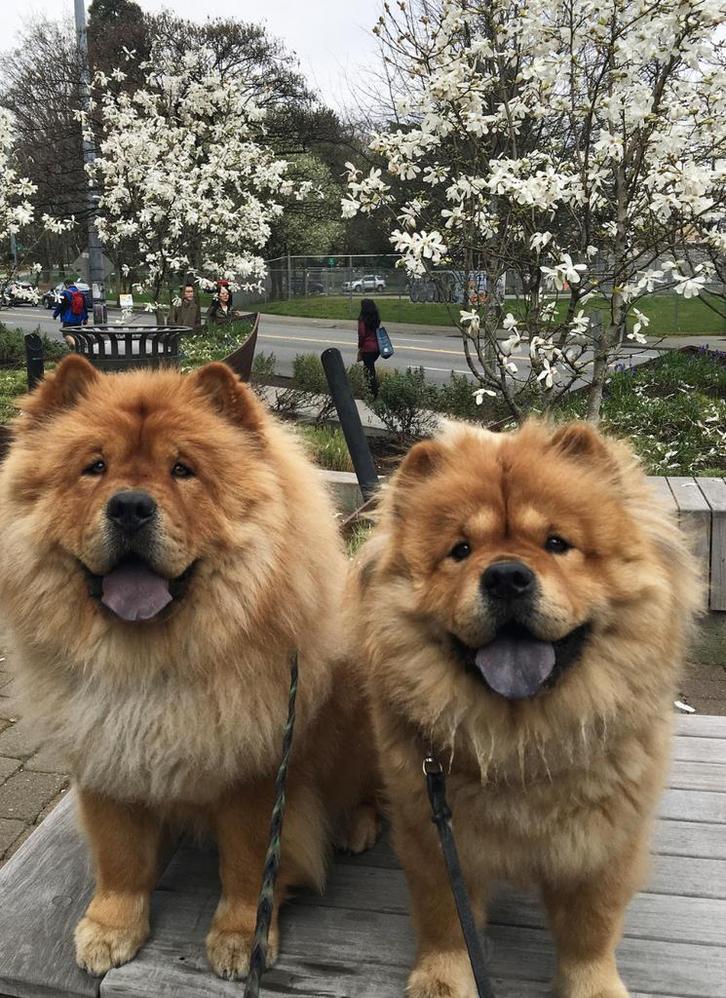 2 chow chows, Dieren en Toebehoren, Honden | Poolhonden, Keeshonden en Oertypen, Reu, Keeshond, Particulier, Eén hond, Nederland