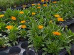 Meer dan 50 soorten vaste planten!, Tuin en Terras, Planten | Tuinplanten, Ophalen of Verzenden, Vaste plant