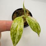 Philodendron Billietiae x José Buono Variegated, Verzenden, Overige soorten, Minder dan 100 cm
