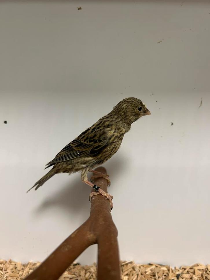 Lizard kanarie, Dieren en Toebehoren, Vogels | Kanaries, Postuurkanarie, Meerdere dieren