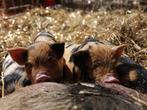 Kune Kune biggen, Dieren en Toebehoren, Schapen, Geiten en Varkens, Meerdere dieren, Varken, 0 tot 2 jaar