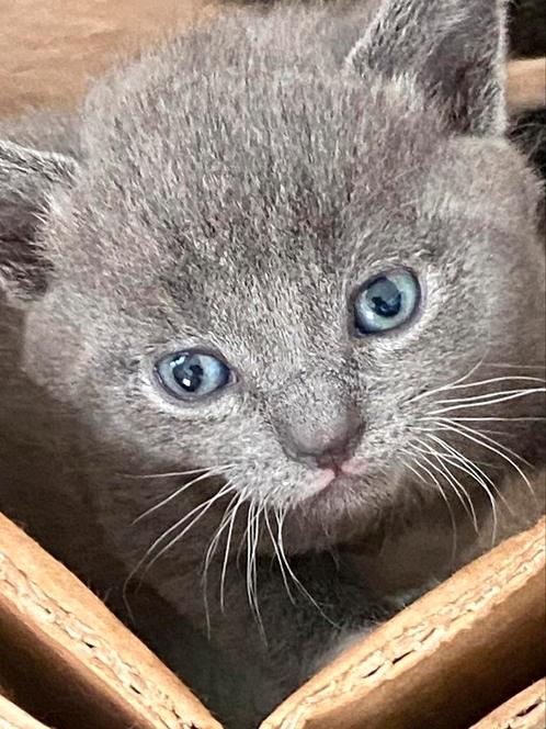 Kittens schildpad mix bengaal mix, Dieren en Toebehoren, Katten en Kittens | Overige Katten, Kortharig, Meerdere dieren, 0 tot 2 jaar