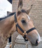 Kwaliteit en kleur prachtig NRPS valk hengst 1e premie! 😍, Dieren en Toebehoren, Hengst, 0 tot 2 jaar