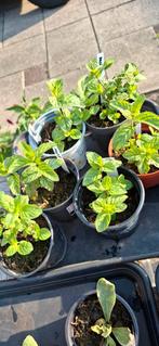 Munt, Tuin en Terras, Ophalen, Zomer, Kruiden, Volle zon