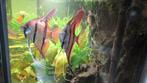 Juwel Vision 260 aquarium compleet met onderkast, Dieren en Toebehoren, Ophalen, Gebruikt, Gevuld zoetwateraquarium
