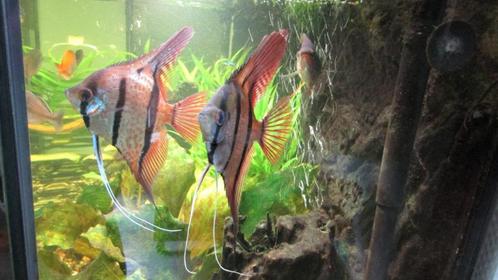 Juwel Vision 260 aquarium compleet met onderkast, Dieren en Toebehoren, Vissen | Aquaria en Toebehoren, Gebruikt, Gevuld zoetwateraquarium
