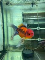 Fancy Goldfish Oranda Calico tiger HQ, Dieren en Toebehoren, Vissen | Aquariumvissen, Vis