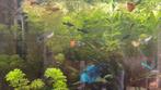 Tropische vissen, Guppen & black mollies te koop!, Dieren en Toebehoren, Vis
