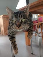 Kater Teunis vermist