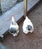 Twee krielhanen, Dieren en Toebehoren, Pluimvee