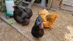 3 krielkippen/hennen, Dieren en Toebehoren, Pluimvee, Vrouwelijk, Kip