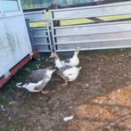 twense landgans trio, Meerdere dieren, Gans of Zwaan