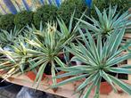 Yucca gloriosa  variegata bonte, Tuin en Terras, Planten | Tuinplanten, Ophalen, Zomer, Overige soorten, Volle zon