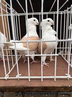 Koppel Oud Hollandse Meeuwen geelschild, Dieren en Toebehoren, Vogels | Duiven, Meerdere dieren, Overige soorten