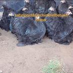 Cochin kriel cochinkriel cochin krielen cochin kippen, Dieren en Toebehoren, Pluimvee, Meerdere dieren, Kip