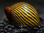Zebra renslak, Dieren en Toebehoren, Vissen | Aquariumvissen, Slak of Weekdier, Zoetwatervis