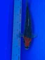 Tancho Goshiki, Karper of Koi
