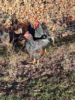 Dubbelgezoomde barneveldse haan, Mannelijk, Kip