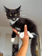 Polydactyl maine coon katertje, Dieren en Toebehoren, Kater, Gechipt, 0 tot 2 jaar