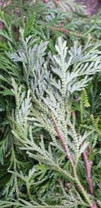 Mooie verse takken van Thuja Smaragd voor bloemschikken, Ophalen