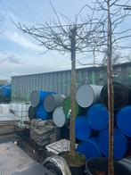 Dak amberboom, Tuin en Terras, Planten | Bomen, Bloeit niet, 100 tot 250 cm, Dakboom, Ophalen