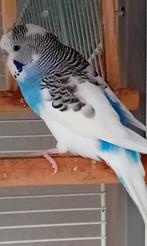 Grasparkiet blauw, Dieren en Toebehoren, Mannelijk, Parkiet