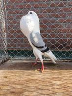 Voorburgse schilkroppers, Dieren en Toebehoren, Vogels | Duiven, Meerdere dieren