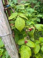 HERFSTFRAMBOZEN STRUIK, Tuin en Terras, Ophalen, Overige soorten, Lente