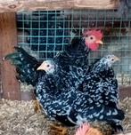 Trio Chabo/Japanse kriel, Dieren en Toebehoren, Pluimvee, Meerdere dieren, Kip