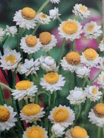 Zaden Zandbloem, Papierknopje - Ammobium alatum, Verzenden, Voorjaar, Volle zon, Zaad