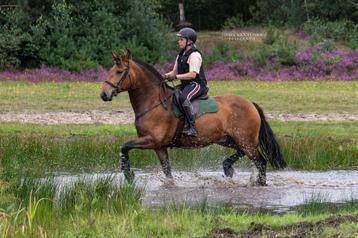 Bijrijder gezocht beschikbaar voor biedingen