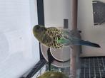 Te koop bf split bw, Dieren en Toebehoren, Vogels | Parkieten en Papegaaien, Mannelijk, Parkiet