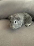 Deze twee dek beertje, Dieren en Toebehoren, Cavia, Mannelijk, Tam, Oktober