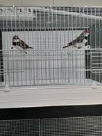 Diamantvink wildkleur, Meerdere dieren, Tropenvogel